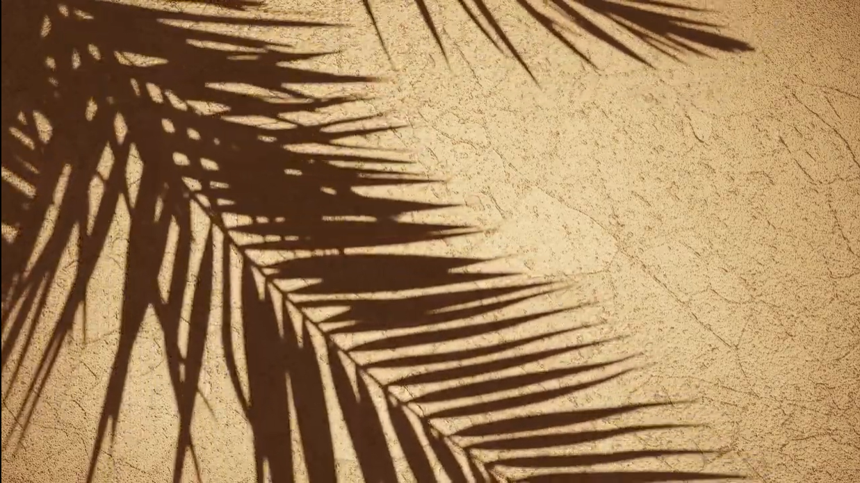 Palmenblätter Schatten horizontal