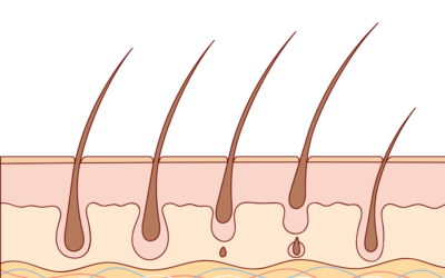 Wimpernverlängerung & Wimpernzyklus – Das solltest du unbedingt wissen